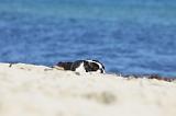 BOSTON TERRIER 324